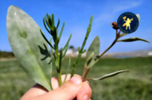 photo Visite guidée - A la découverte des plantes du pré-salé
