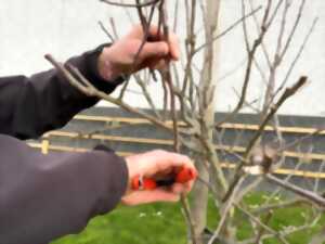 photo Stage de taille