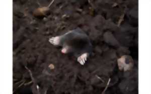 photo Sortie nature en famille - Sol, le monde invisible