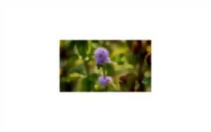 photo Sortie nature - Le Gave, rive végétale