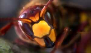 photo Lutte contre les Frelons asiatiques