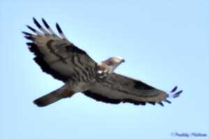 photo Escales ailées sur les îles - Nouveauté 2026