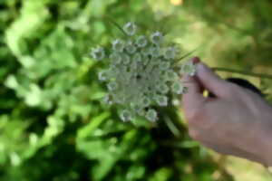 photo Plantes sauvages comestibles à Baulette