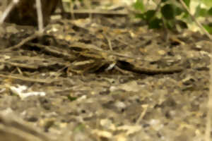 photo Crépuscule en Forêt : l’engoulevent et autres animaux nocturnes en parade – Nouveauté 2026