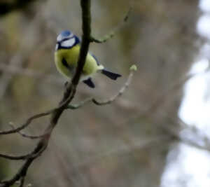 photo Observation des oiseaux d'hiver