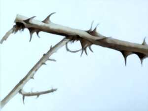 photo Exposition - Les murmures du vivant