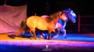 photo Spectacle Équin et Marché de Producteurs et Artisans à Blond