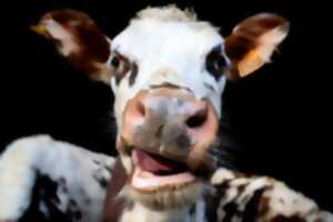 photo Les Étonnants Patrimoines : 