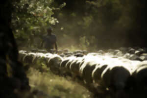 photo Fête de la brebis Balade sur le sentier de la brebis