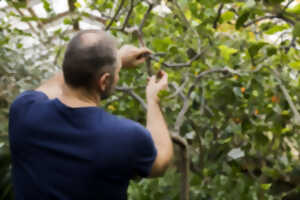 photo Sortie Nature : Taille en vert des fruitiers