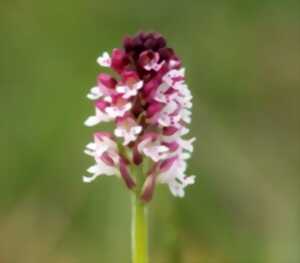 photo Les orchidées de la Vallée du Pressoir