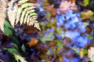 photo Sortie Nature : Biodiversité en carrière