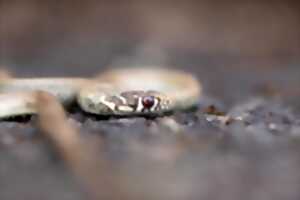photo à la découverte des reptiles de la Vallée du Pressoir