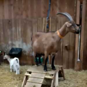 photo Rencontre avec des chèvres