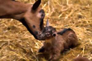 photo Animation biberonnage des chevreaux