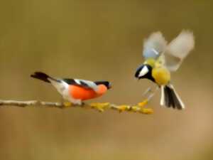 photo Animation enfants - Costauds ces oiseaux !