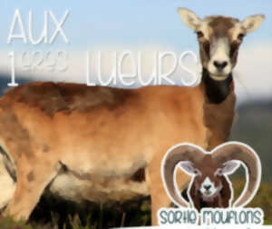photo AUX PREMIÈRES LUEURS…
