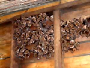 photo Identification  et écologie acoustique des Chiroptères, Battements zéro