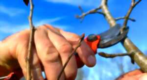 photo Formation arboriculteur – Initiation à la taille de formation des arbres fruitiers