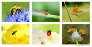 photo Le monde des insectes - Exposition photos de Jean-Yves Verry