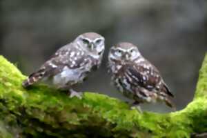 photo Rendez-vous nature (causerie et promenade) / Chouettes, hiboux, chauves-souris et autres animaux de la nuit