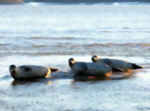 photo Sortie Eden62 - Baie d’Authie - Les phoques