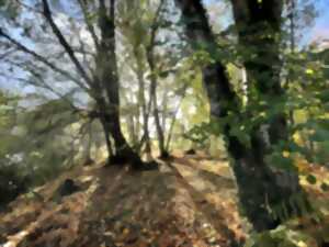 photo Sophro'balade au bois d'Ardennes