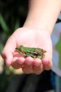 photo Sortie nature : Grenouilles et Cie