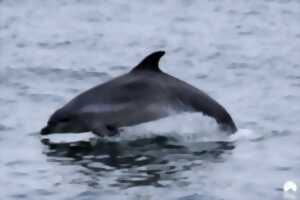 photo Expérience de Destination : J’observe la faune marine dans les archipels de Chausey et des Minquiers