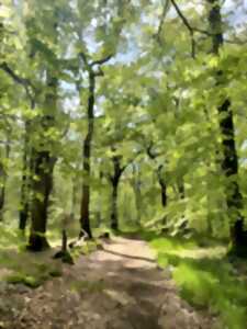 photo Sophro'balade au bois d'Ardennes