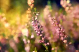 photo Chantier participatif sur la Lande de Beaubreuil