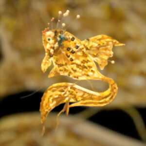 photo Exposition - Les Reliques des contes perlés - La maison du Père Castor