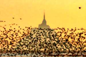 photo Conférence grand public : La Baie sauvage par le photographe animalier Pascal Percheron