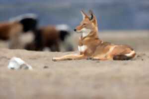 photo Film - Le secret du loup d'Ethiopie