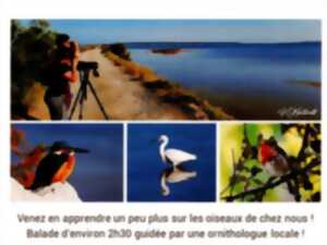 photo BALADE DÉCOUVERTE DES OISEAUX