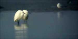 photo Le bal hivernal des oiseaux