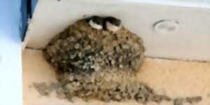 photo Qui vit dans le bâti ?