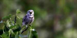 photo Une chouette sortie