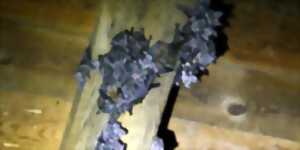 photo Les ailes de la nuit