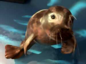 photo P'tite visite sur les phoques dans la baie du Mont Saint-Michel