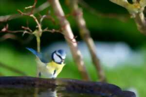 photo Chant des oiseaux
