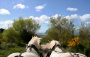 photo Balade attelée sur les hauteurs de Cherbourg