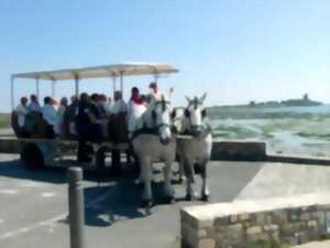 photo Balade attelée sur le port de Saint-Vaast-la-Hougue