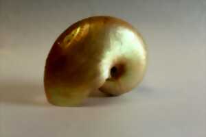 photo Les jeudis du musée : Les collections océaniennes