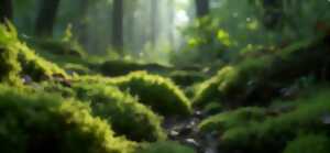 photo Ces mousses qui tapissent nos sous-bois - Dimanche Nature