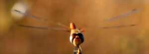 photo Entre deux mondes : la vie des libellules - Dimanche Nature