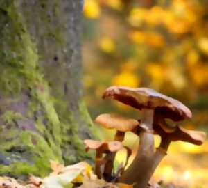 photo Allons aux champignons - Dimanche Nature