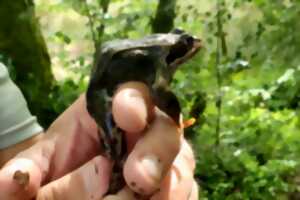 photo Les glutineux à la tourbière des Dauges