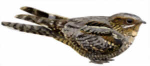 photo Tourbière des Dauges : le tête chèvre n’aime pas le lait