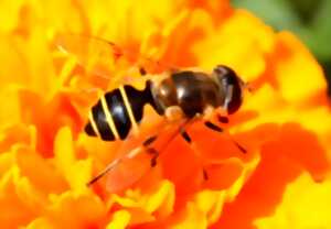 photo Tourbière des Dauges : on syrphera quand on aura envie de syrpher